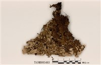 藏品(肺衣)的圖片